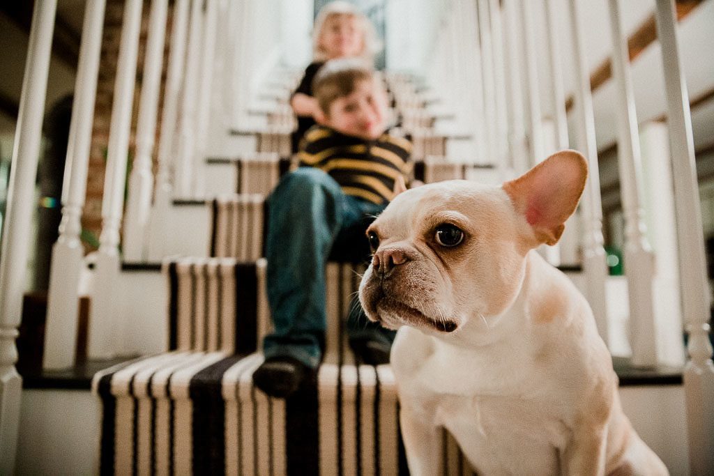 Maine family photographer, 365 project,February 2018 project, family photographer in Maine, french bulldog